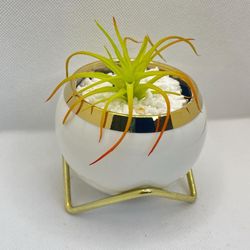 🌸 Glazed Ceramic Planter with Golden Stand Comes in a white box– Elegant Gift Pot (5 Colors Available)