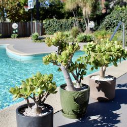 3 pots of jade plant in bonsai style - $15, $25 & $30 respectively