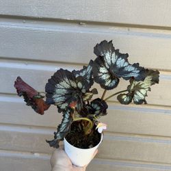 4” Begonia Rex 