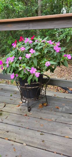 Impatiens w/pot & Stand