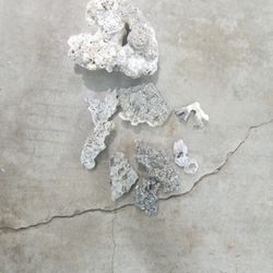 Real Coral For Fish Tank