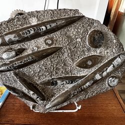 Rare Orthoceras  Ammonite Fossil Plate.