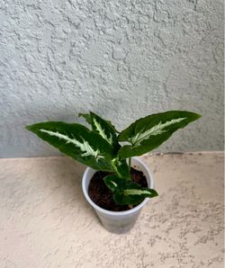 Syngonium  wendlanii  plant
