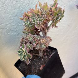 Aeonium Creates Succulent Plants 6” Pot