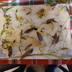 AQUATIC PLANTS AND HOUSE PLANTS FOR SALE CHEAP AND LUSH!!!30 TYPES ALL AVAILABLE! SALES ON GUPPY GRASS AND CRYPT! LOCAL.PICKUP