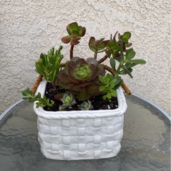 Cute Large Basket Succulent Planter