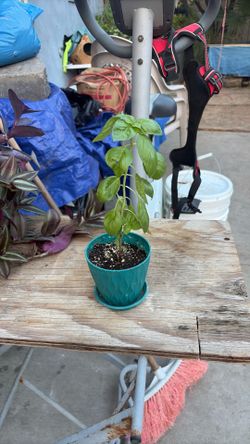 Albahaca