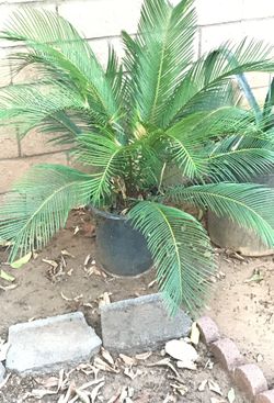 Plant
