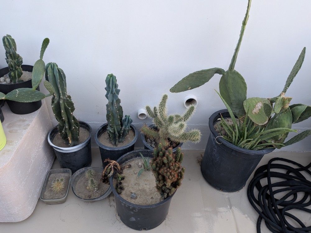 Monstrous Cactuses Teddy Bear Cactuses Prickly Bear Cactuses.