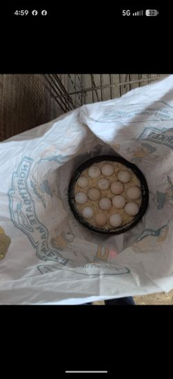 Sebrights Eggs Hatching Gold Silver Bantam