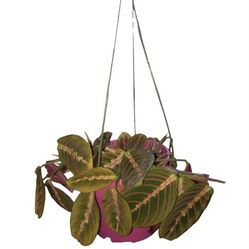 Prayer plant- Calathea