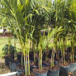 CHRISTMAS PALM IN 7 GALLONS OVER  4'WITH MULTIPLE TRUNK FOR ONLY $30 