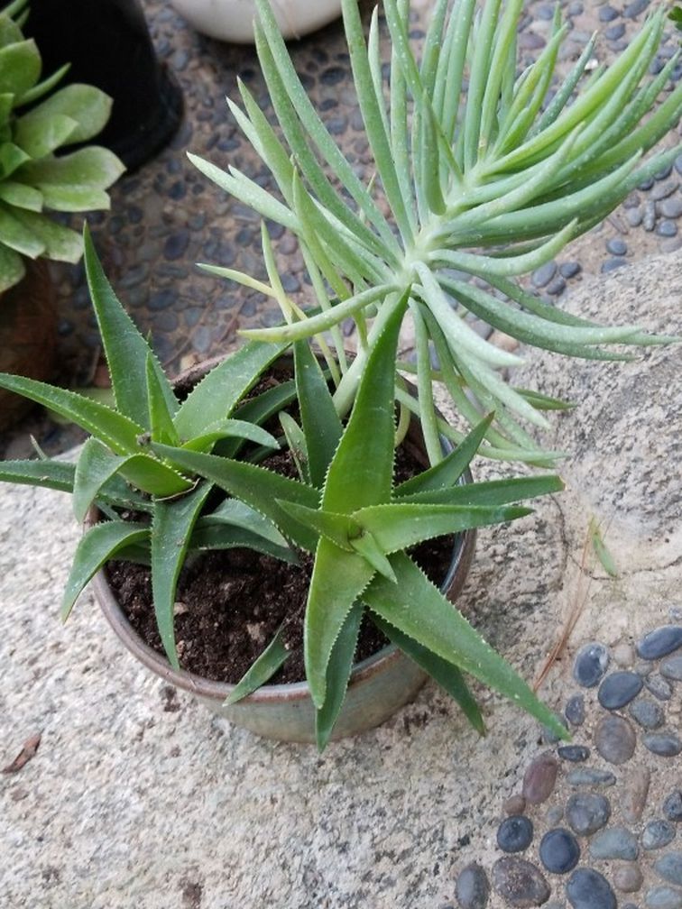 Plant with ceramic pot