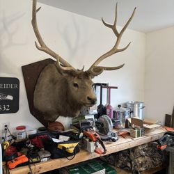 Elk Mount