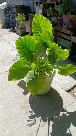 Plant