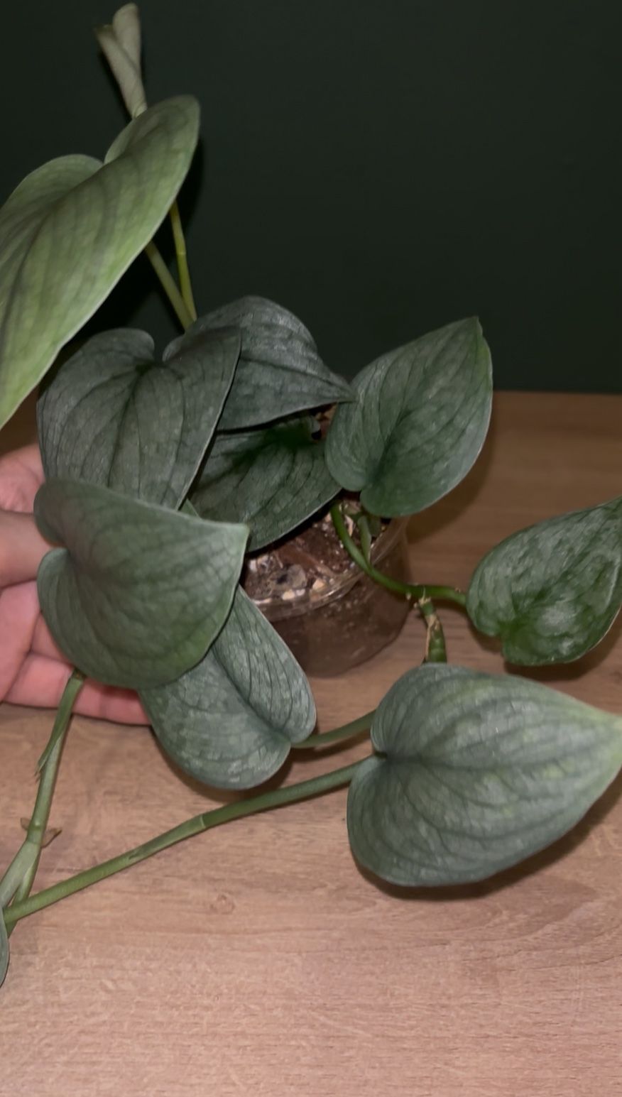Scindapsus Silver Cloud-4” Pot