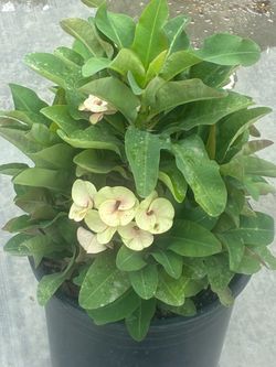 🌸 planta Corona de Cristo