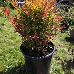 Heavenly Bamboo Plant 