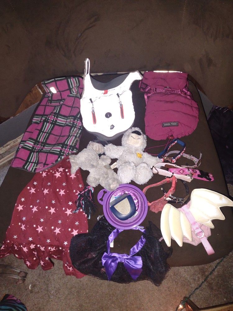 Dog Accessories