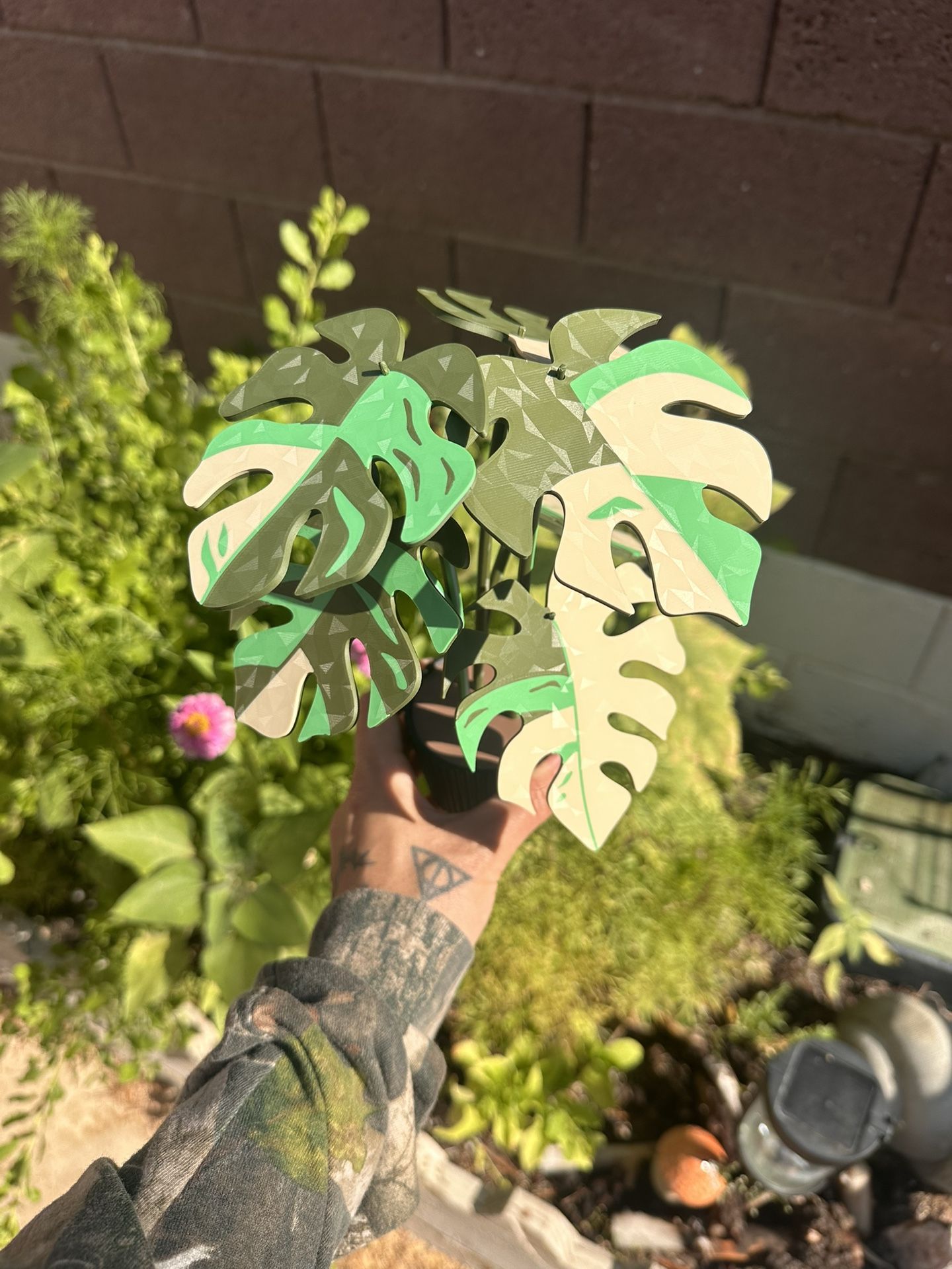 Variegated Monstera Coaster Plant