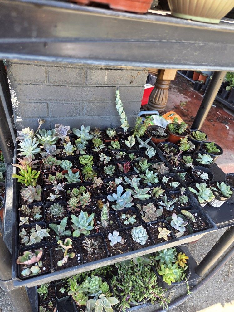 Succulent Sale