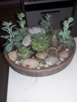 Succulent plant