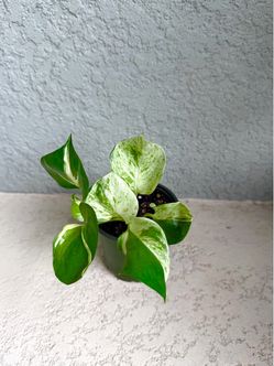 Pothos  Manjula plant