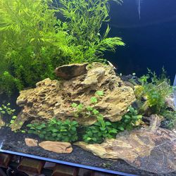 Landen 30c Cube 6.6 Gallon aquarium, fish tank live plants Aquascape