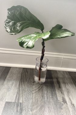 Fiddle Leaf Fig Tree Cutting