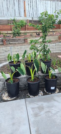 Taros Plants grow in 2 Gallon Pot. $15/each Pot.
