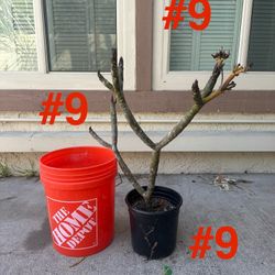 Plumeria Tree #9