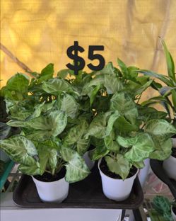 Arrowhead Plants