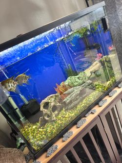 55 gallon fish tank