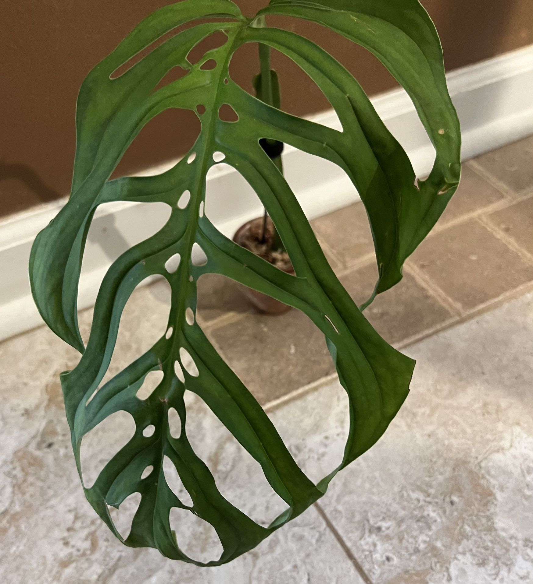 Plant Bundle huge Monstera Thai Constellation And Monstera Esqueleto (read description Below)