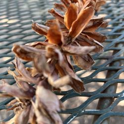 Ornamental Dried Ginger Plant