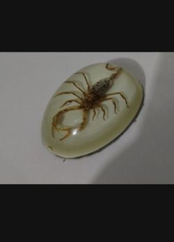 TAXIDERMY PAPERWEGHT - SCORPION 4" - Q5