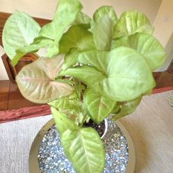 🌸Syngonium Confetti Plant 🪴 