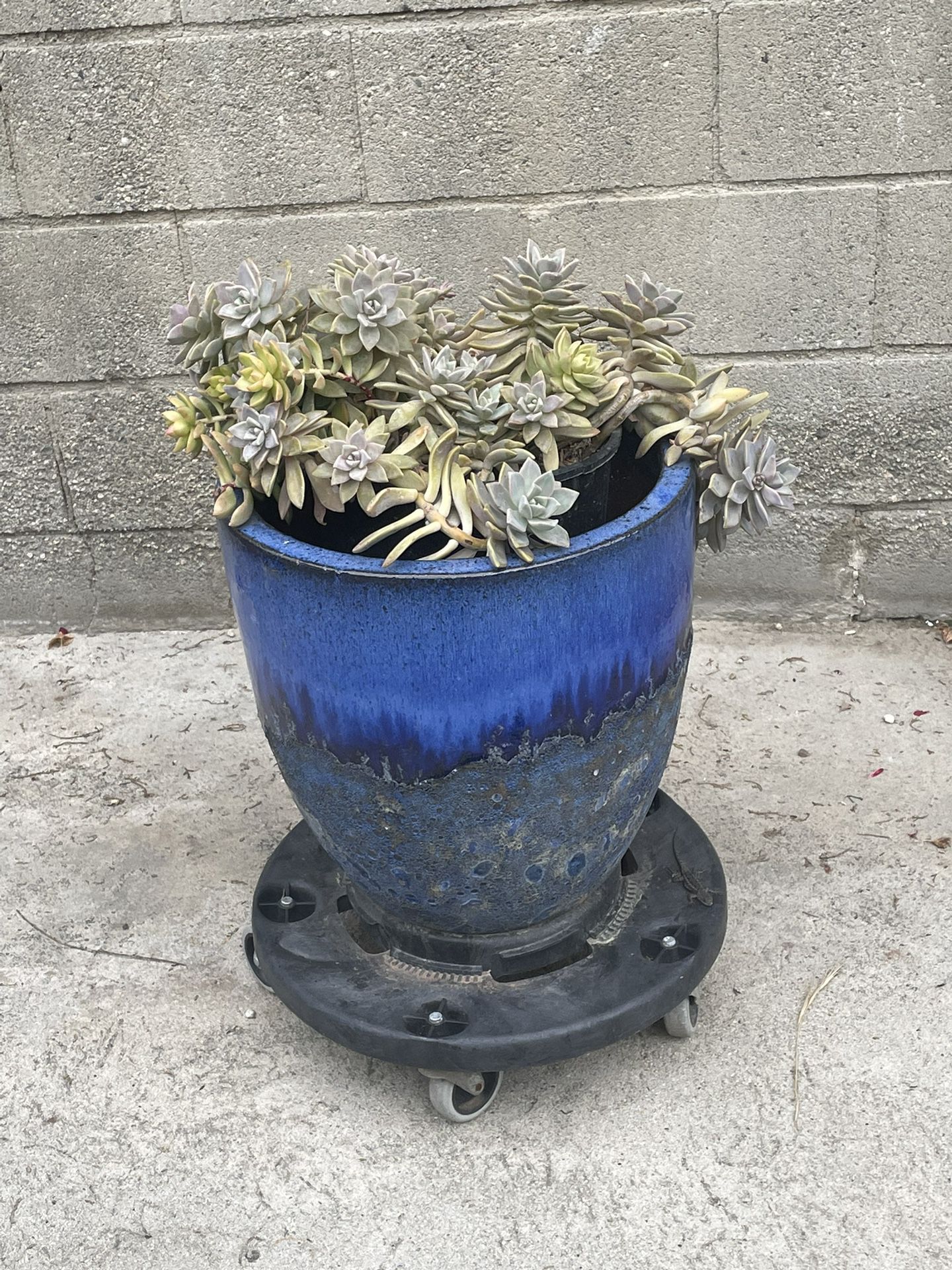 Echeveria Succulent 