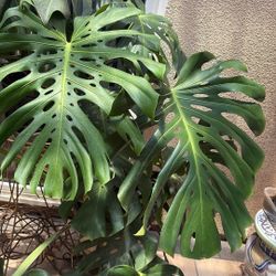 Monstera Plant Live