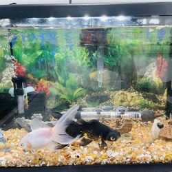 Fish Tank
