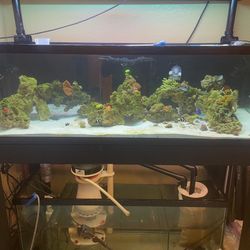 Saltwater Aquarium 