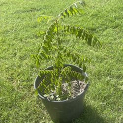 Healthy Curry Leaf Plant