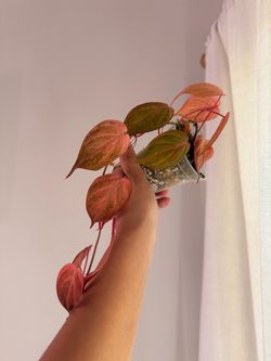 Philodendron Pink Mint Mican Plant - 4inch