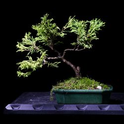 Yellow Tipped Cypress Bonsai Tree - Live Outdoor Plant 
