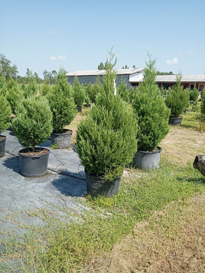 Cedar Trees 7 Ft Tall Delivered And Planted
