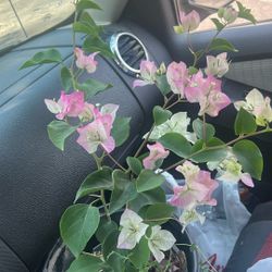 Bougainvillea Plants