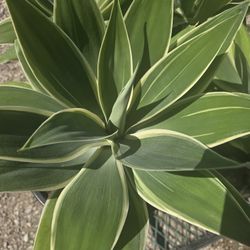 Agave Ray Of Light