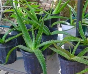 Aloe Vera Plants
