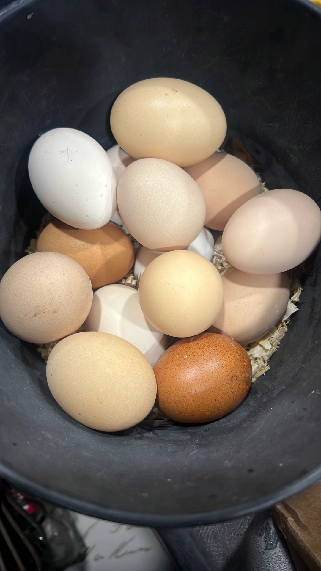 Organic Fresh Eggs 