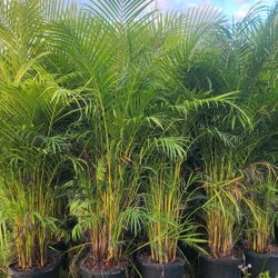 Spectacular Arecas Palms For Inmediate Privacy!!! 6 Feet Tall!! Fertilized 